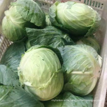 Good Quality of Fresh Cabbage From China